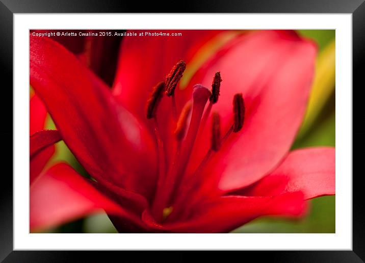 Red Lily stamens closeup Framed Mounted Print by Arletta Cwalina
