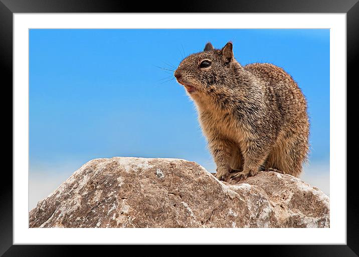 California Ground Squirrel, (Spermophilus beecheyi Framed Mounted Print by Eyal Nahmias