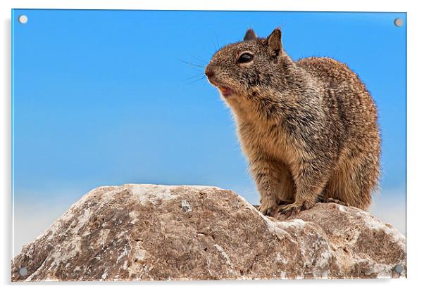 California Ground Squirrel, (Spermophilus beecheyi Acrylic by Eyal Nahmias