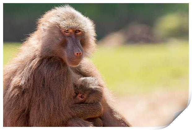 Hamadryas baboon (Papio hamadryas) Print by chris smith