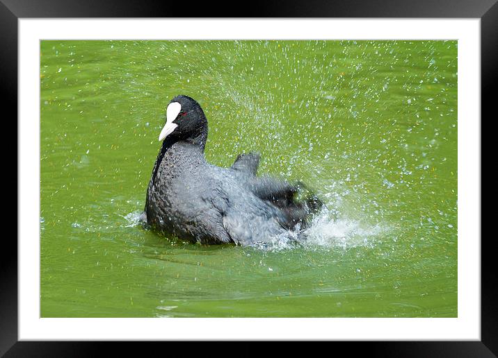 Eurasian Coot (Fulica atra) Framed Mounted Print by chris smith