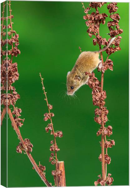 Harvest mouse Canvas Print by chris smith
