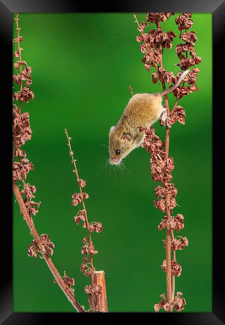 Harvest mouse Framed Print by chris smith