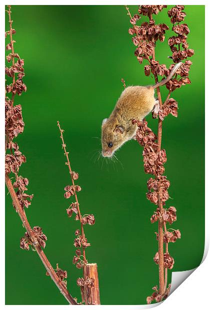 Harvest mouse Print by chris smith
