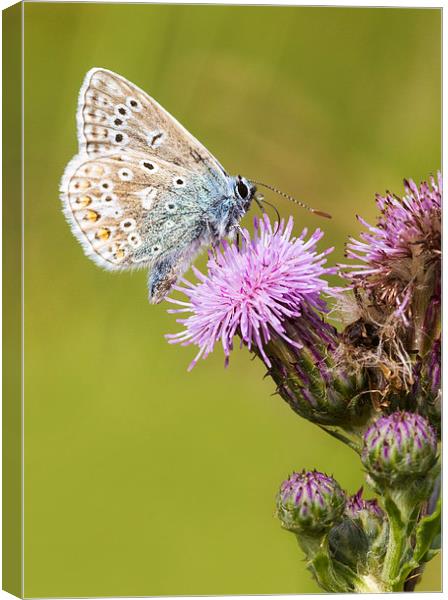 common blue, Butterfly Canvas Print by chris smith