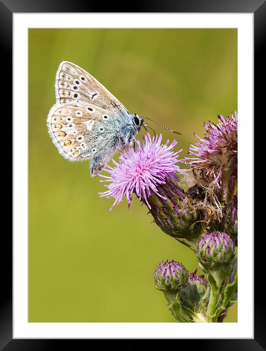 common blue, Butterfly Framed Mounted Print by chris smith