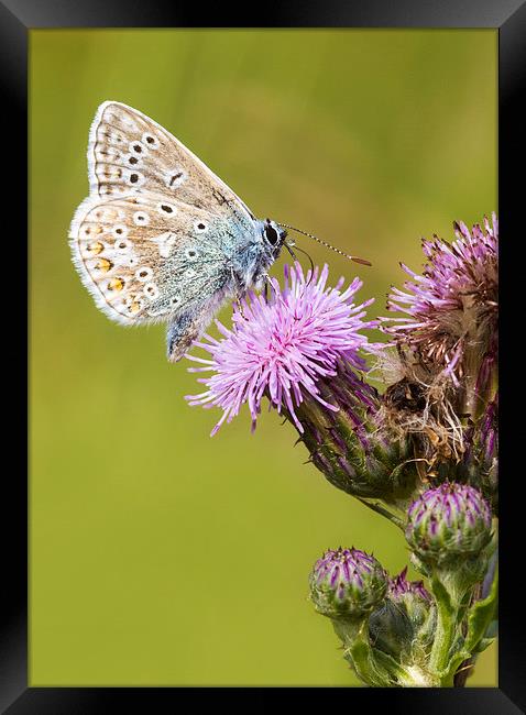 common blue, Butterfly Framed Print by chris smith