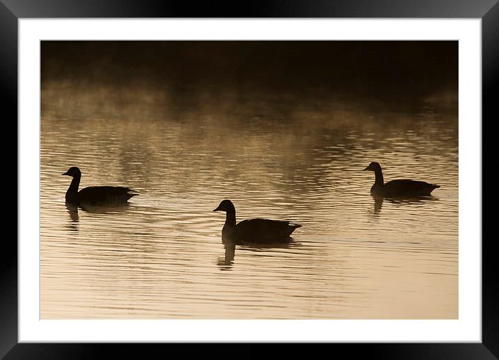 Goose Silhouette Framed Mounted Print by chris smith