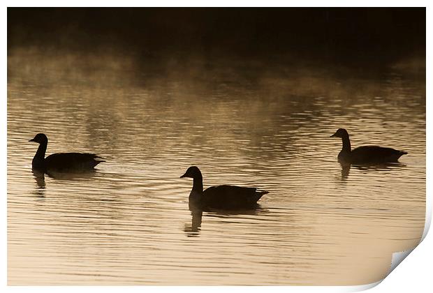 Goose Silhouette Print by chris smith