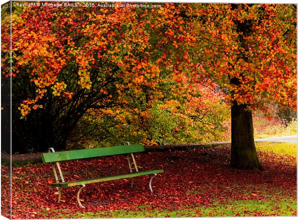  Beech and Bench Canvas Print by Michelle BAILEY