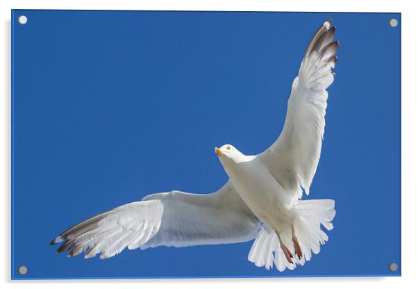 Herring Gull. Acrylic by chris smith