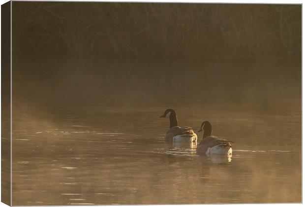 Canada Goose on a misty morning.  Canvas Print by chris smith