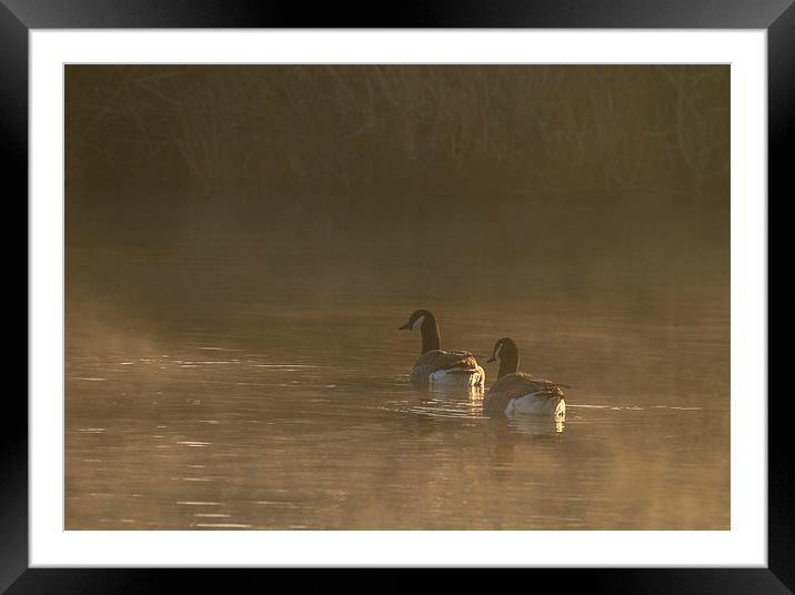 Canada Goose on a misty morning.  Framed Mounted Print by chris smith