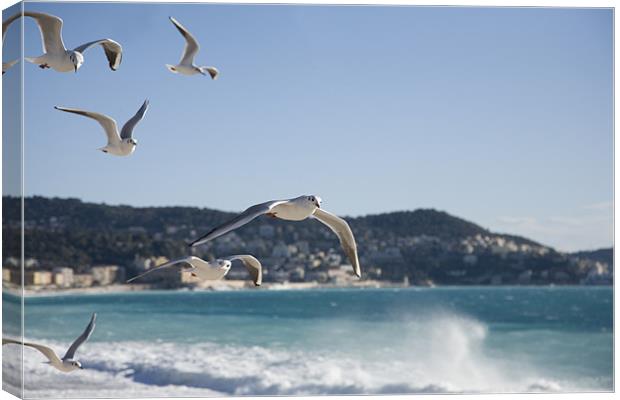 seagulls on the Promenade des Anglais, Nice. Canvas Print by Ian Middleton