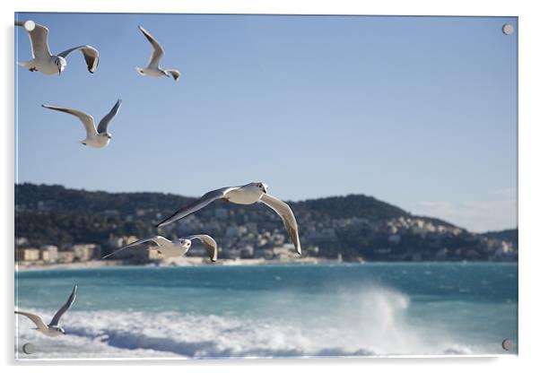 seagulls on the Promenade des Anglais, Nice. Acrylic by Ian Middleton