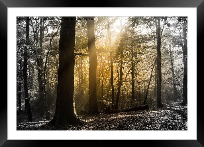  Step into the Light Framed Mounted Print by Tom Hard