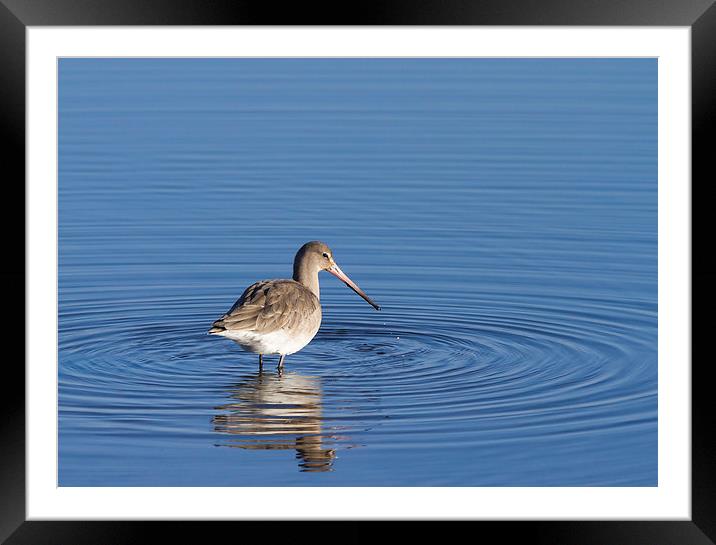 Godwit Framed Mounted Print by chris smith