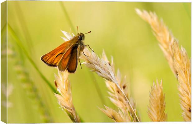 Small Skipper (Thymelicus sylvestris). Canvas Print by chris smith