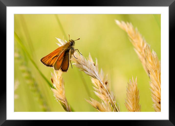 Small Skipper (Thymelicus sylvestris). Framed Mounted Print by chris smith