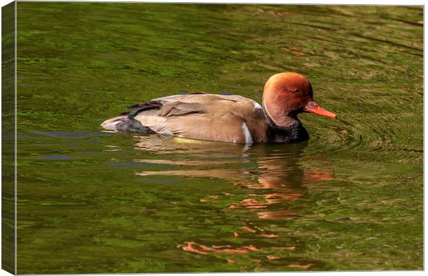 Red-crested Pochard,  Canvas Print by chris smith