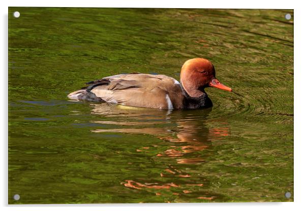 Red-crested Pochard,  Acrylic by chris smith