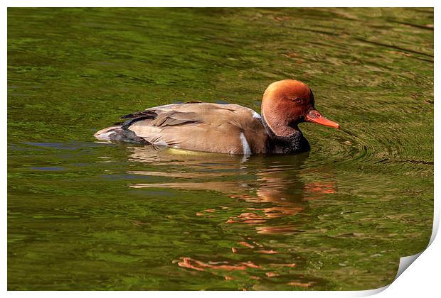 Red-crested Pochard,  Print by chris smith