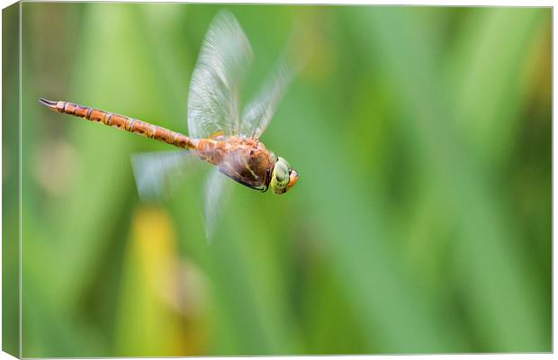 Norfolk Hawker. Canvas Print by chris smith