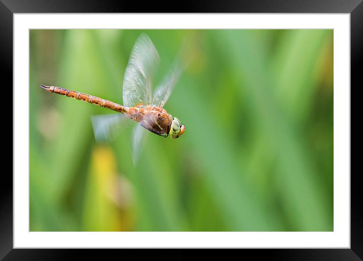 Norfolk Hawker. Framed Mounted Print by chris smith