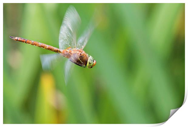 Norfolk Hawker. Print by chris smith