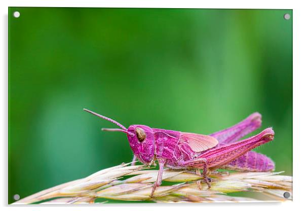 Pink Grasshopper Acrylic by chris smith