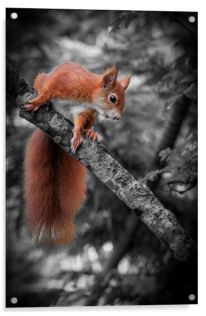 Red squirrel (Sciurus vulgaris) Acrylic by chris smith