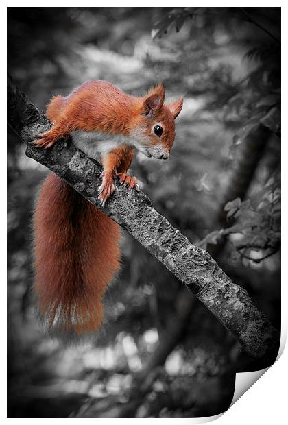Red squirrel (Sciurus vulgaris) Print by chris smith