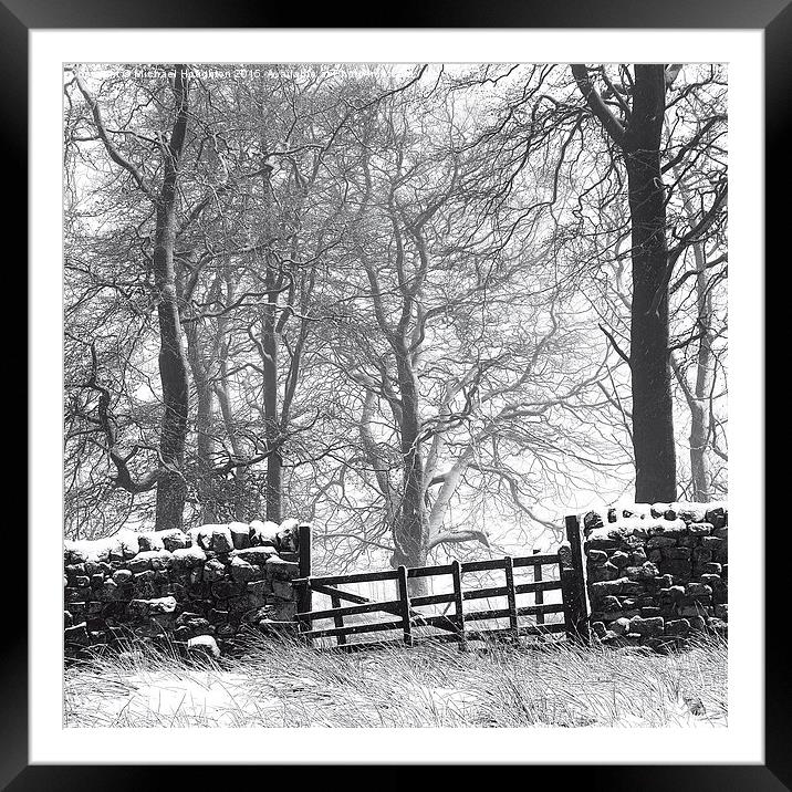 If you go down to the woods today Framed Mounted Print by Michael Houghton