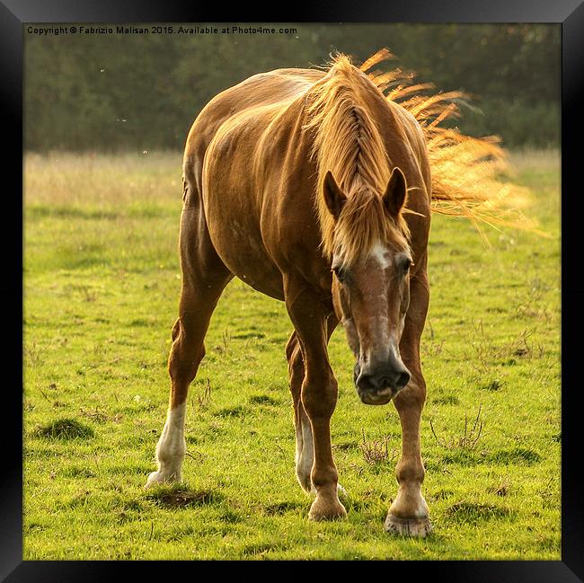  It's been a long day out in the field Framed Print by Fabrizio Malisan