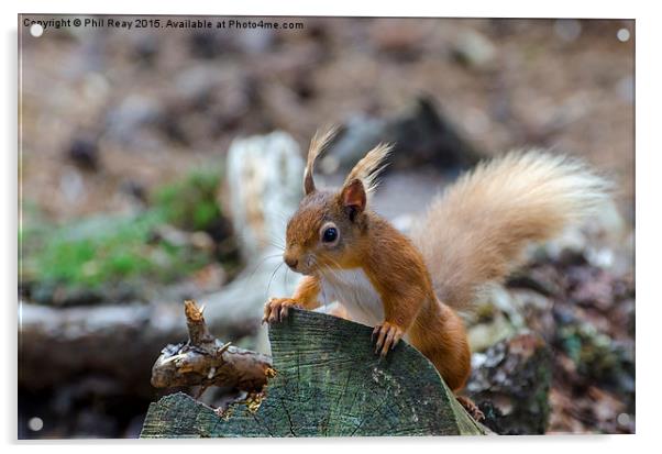  Red squirrel Acrylic by Phil Reay