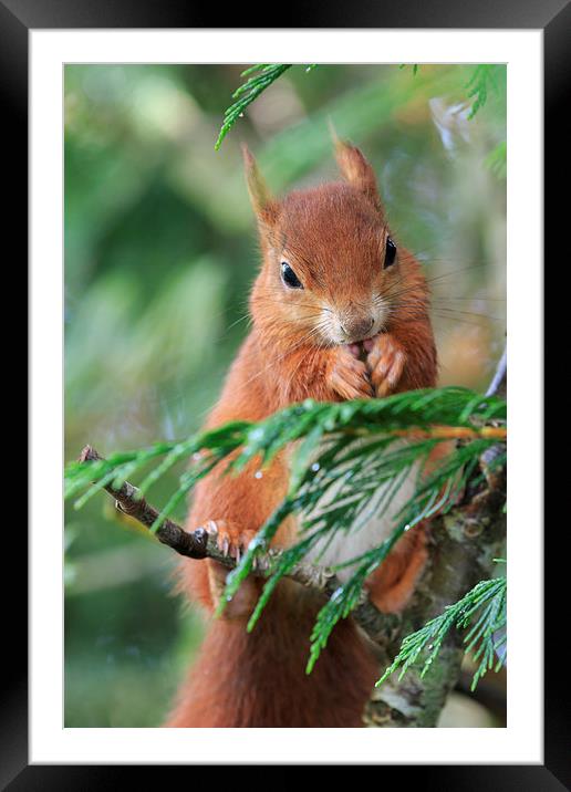 Red squirrel (Sciurus vulgaris)  Framed Mounted Print by chris smith