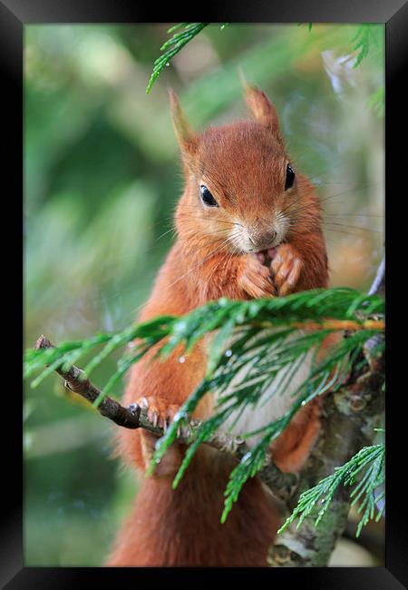 Red squirrel (Sciurus vulgaris)  Framed Print by chris smith