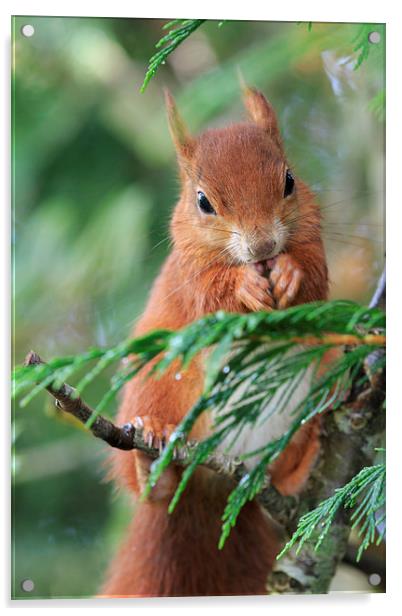 Red squirrel (Sciurus vulgaris)  Acrylic by chris smith