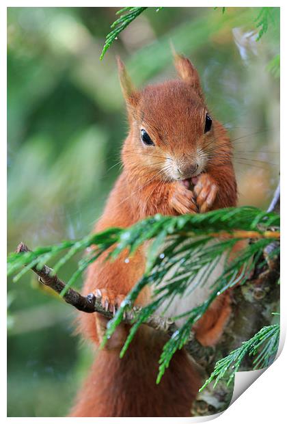 Red squirrel (Sciurus vulgaris)  Print by chris smith