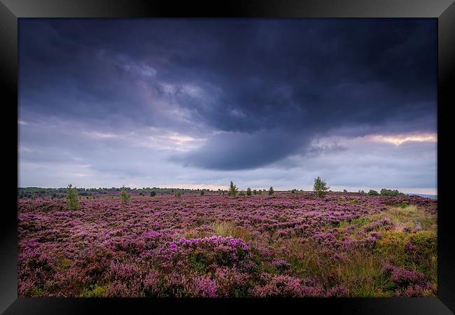 Heather Storm Framed Print by chris smith