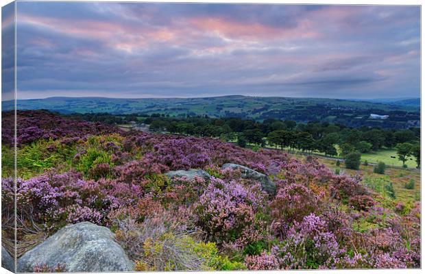 Heather Sunset Canvas Print by chris smith