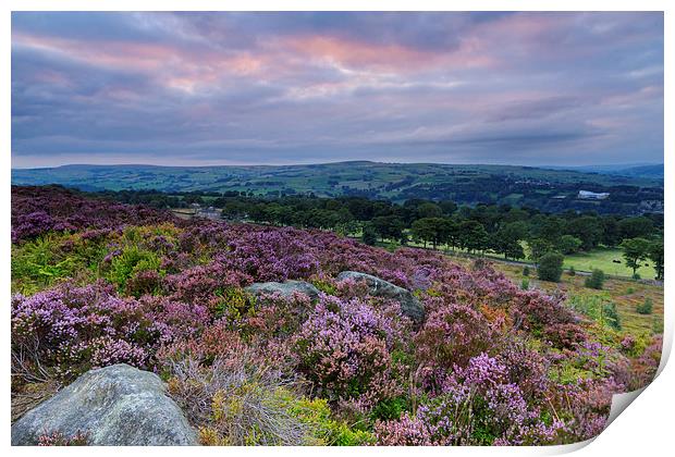 Heather Sunset Print by chris smith