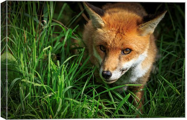 Red Fox (Vulpes vulpes) Canvas Print by chris smith