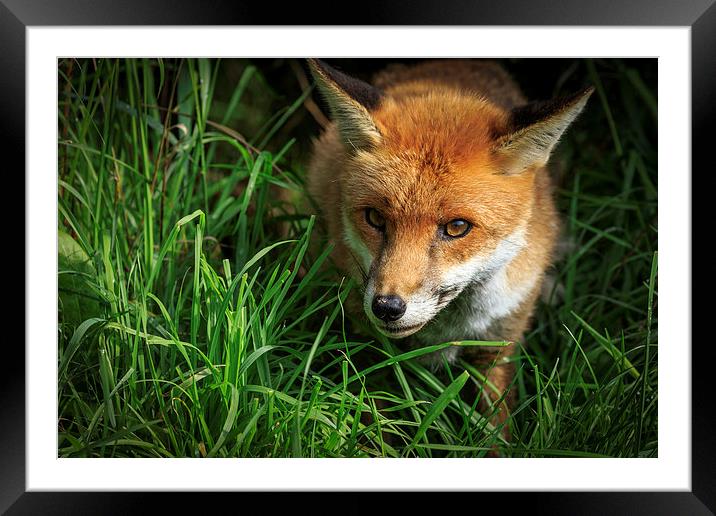 Red Fox (Vulpes vulpes) Framed Mounted Print by chris smith