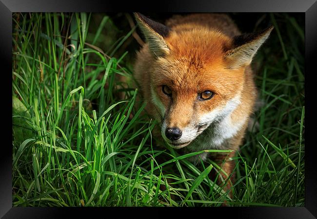 Red Fox (Vulpes vulpes) Framed Print by chris smith