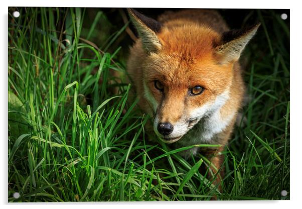 Red Fox (Vulpes vulpes) Acrylic by chris smith