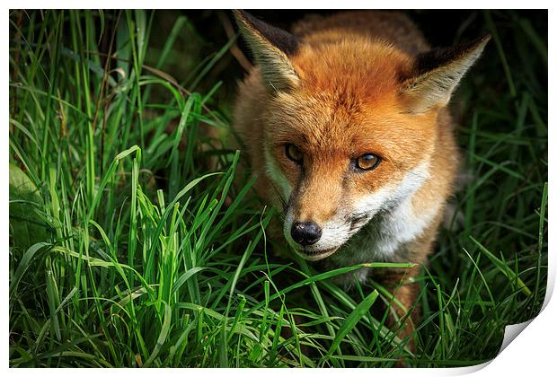 Red Fox (Vulpes vulpes) Print by chris smith