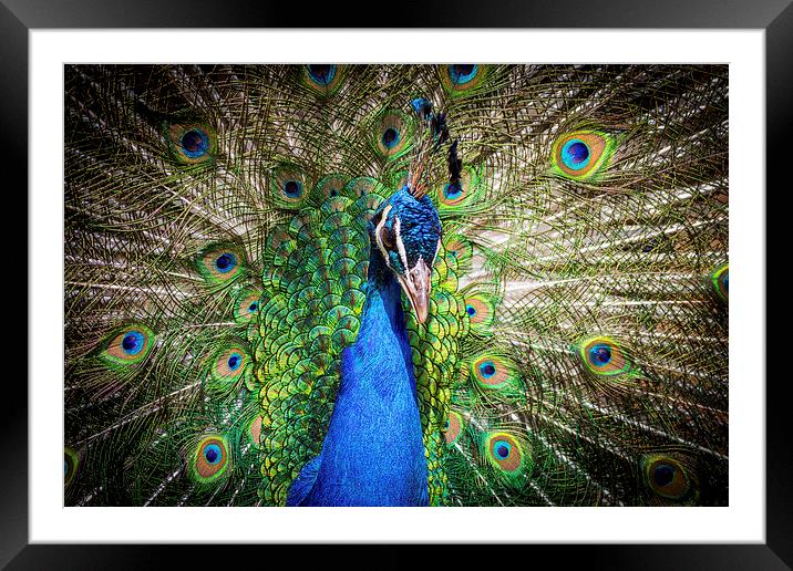 peacock. Framed Mounted Print by chris smith