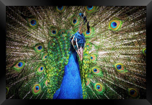 peacock. Framed Print by chris smith