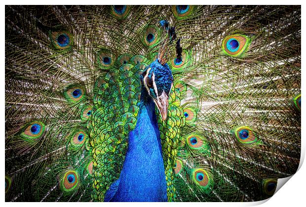 peacock. Print by chris smith
